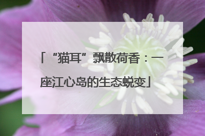 “猫耳”飘散荷香：一座江心岛的生态蜕变