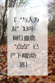 “与人为友”13年 网红麋鹿“点点”已产下8胎幼崽