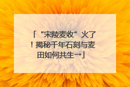 “宋陵麦收”火了！揭秘千年石刻与麦田如何共生→