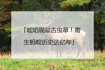 琥珀现最古虫草！寄生蚂蚁历史达亿年