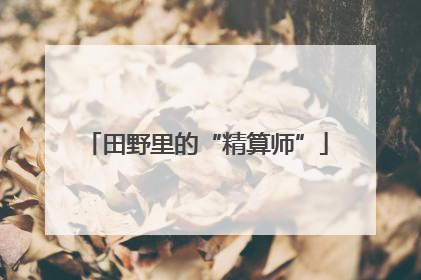 田野里的“精算师”