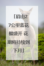 眉山2.7公里蓝花楹盛开 花期将持续到下月
