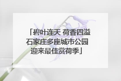 碧叶连天 荷香四溢 石家庄多座城市公园迎来最佳赏荷季