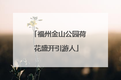福州金山公园荷花盛开引游人