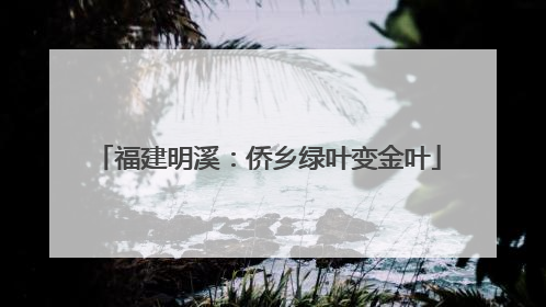 福建明溪：侨乡绿叶变金叶