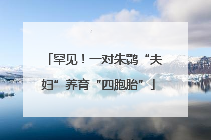 罕见！一对朱鹮“夫妇”养育“四胞胎”