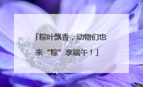 粽叶飘香，动物们也来“粽”享端午！
