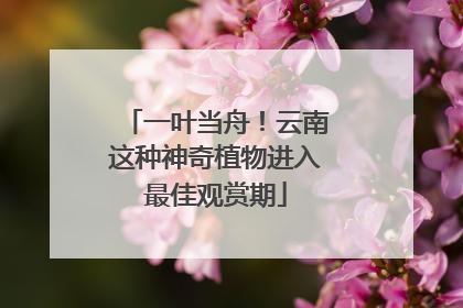 一叶当舟！云南这种神奇植物进入最佳观赏期