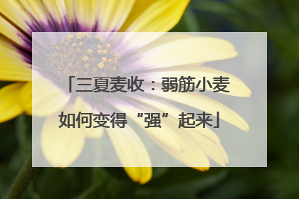 三夏麦收：弱筋小麦如何变得“强”起来