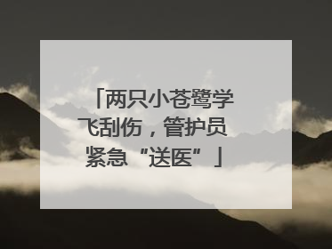 两只小苍鹭学飞刮伤，管护员紧急“送医”