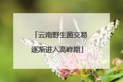 云南野生菌交易逐渐进入高峰期