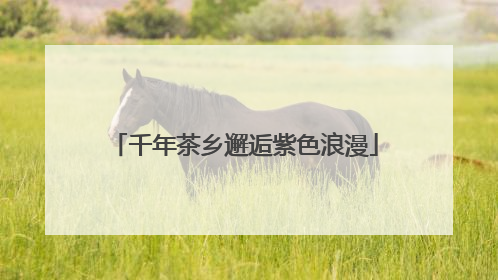 千年茶乡邂逅紫色浪漫