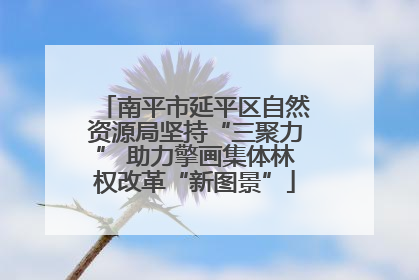 南平市延平区自然资源局坚持“三聚力” 助力擎画集体林权改革“新图景”