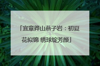 宜章莽山燕子岩：初夏花似锦 绣球绽芳颜