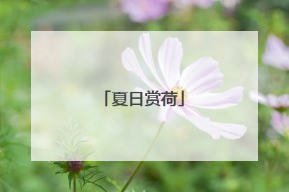 夏日赏荷