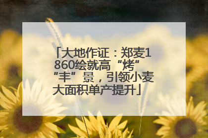 大地作证：郑麦1860绘就高“烤”“丰”景，引领小麦大面积单产提升