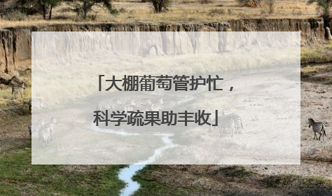 大棚葡萄管护忙，科学疏果助丰收