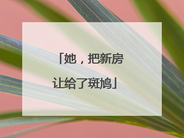 她，把新房让给了斑鸠