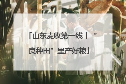 山东麦收第一线丨“良种田”里产好粮