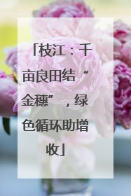 枝江：千亩良田结“金穗”，绿色循环助增收