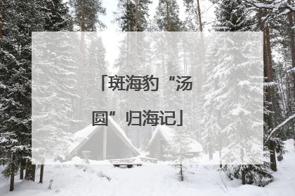 斑海豹“汤圆”归海记