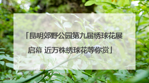 昆明郊野公园第九届绣球花展启幕 近万株绣球花等你赏