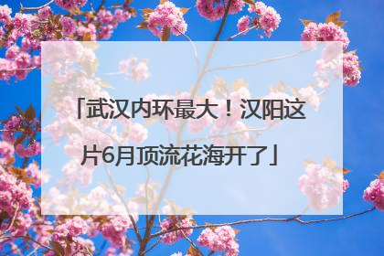 武汉内环最大！汉阳这片6月顶流花海开了