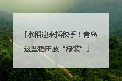 水稻迎来插秧季！青岛这些稻田披“绿装”