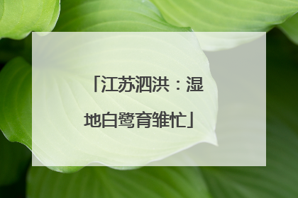 江苏泗洪：湿地白鹭育雏忙