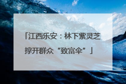 江西乐安：林下紫灵芝撑开群众“致富伞”