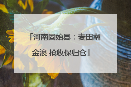 河南固始县：麦田翻金浪 抢收保归仓