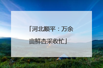 河北顺平：万余亩鲜杏采收忙