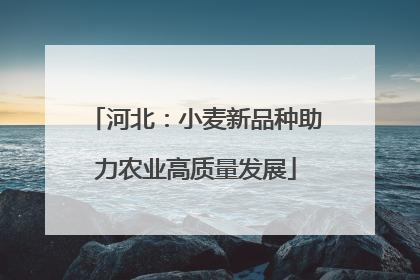 河北：小麦新品种助力农业高质量发展