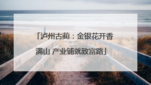 泸州古蔺：金银花开香满山 产业铺就致富路