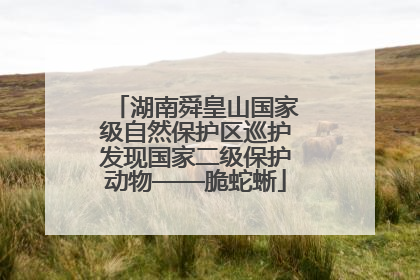 湖南舜皇山国家级自然保护区巡护发现国家二级保护动物——脆蛇蜥