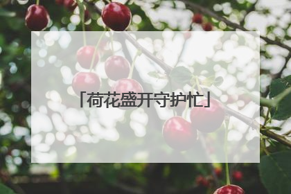 荷花盛开守护忙