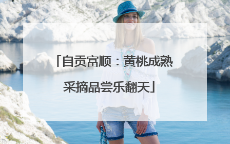 自贡富顺：黄桃成熟 采摘品尝乐翻天