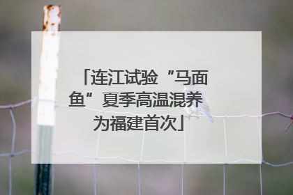 连江试验“马面鱼”夏季高温混养 为福建首次