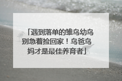 遇到落单的雏鸟幼鸟别急着捡回家！鸟爸鸟妈才是最佳养育者