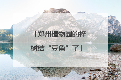 郑州植物园的梓树结“豆角”了