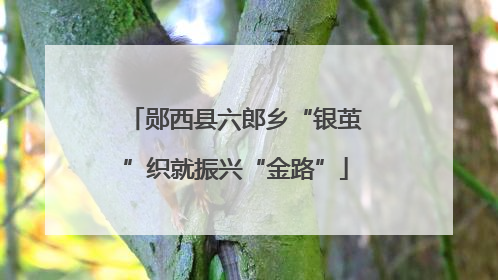 郧西县六郎乡“银茧”织就振兴“金路”