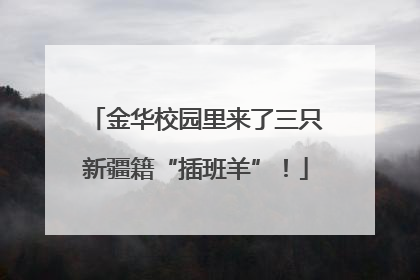 金华校园里来了三只新疆籍“插班羊”！